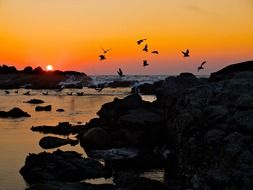 seagulls on the beach in Bayona, Spain