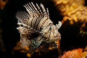 picturesque and pretty lionfish