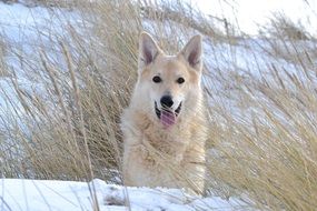 sled dog on a winter meadow