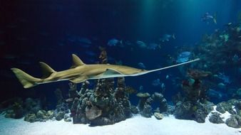 shark in a large aquarium