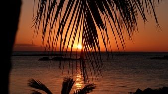 mauritius sunset palm