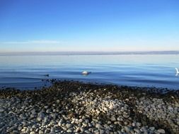 grey pebbles on coast of lake constance