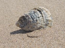 big seashell in the sand close up