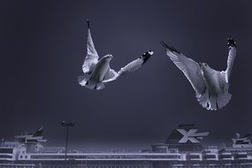 seagulls in flight over a cruise ship