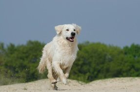 Golden Retriever on the beach