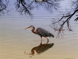 wild blue heron in the water