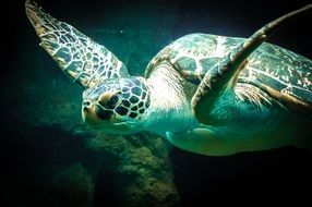 Sea turtle under water