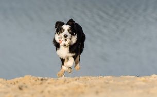 border collie, young dog running on beach with toy in mouth