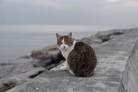 cat sitting on stone seashore view