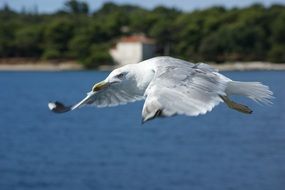 closeup shot of a seagull