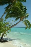 palma maldives