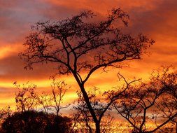 Colorful sunset on acacia