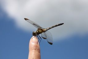 dragonfly sitting on the finger nail close-up