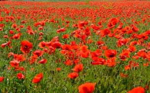 field of poppies red flower
