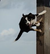 funny border collie dog jumps on pole