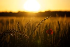sunset over a wheat field