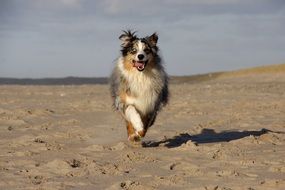 australian shepherd, dog runs on beach