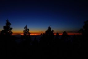 landscape of tree outlines at orange sunset