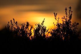 sunset erika heather yellow and orange color