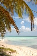 palm trees and a romantic tropical beach in the Dominican Republic