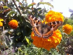 Garden in Nepal