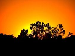 orange sky behind the trees during sunset