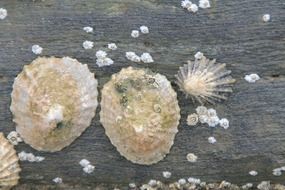 ocean mussels on beach