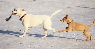 dogs play on beach