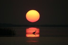 wild bird at the sunrise