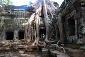 tree in the ruins of an ancient temple in cambodia