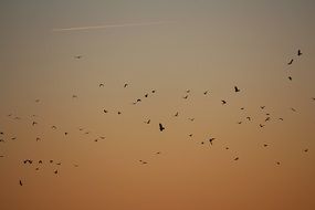 a flock of birds in the evening sky