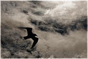 seagull flies in the clouds