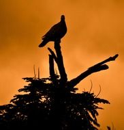 irresistible dove silhouette