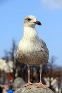 portrait of a seagull stands on a stone against a clear sky