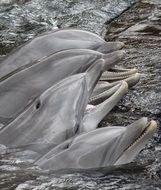 Family of dolphins in the ocean