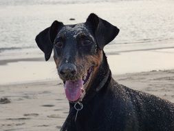 Doberman on the beach
