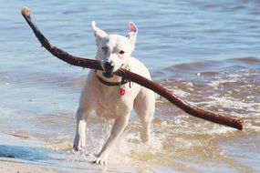 white dog with a stick on the beach
