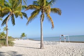 palm trees on the beach with white sand