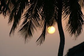 palm tree on sunset background in guinea