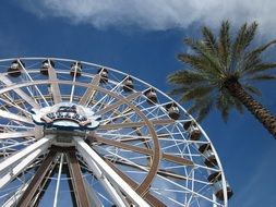 ferris wheel near palm tree on a sunny day