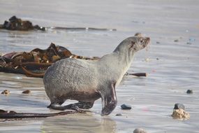 seal on the wet sand on the beach