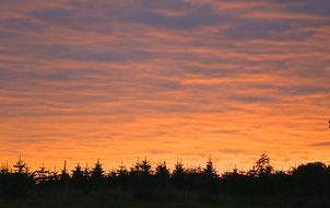 pink clouds over the forest at sunset