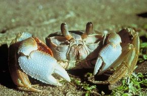 crab on a sand beach
