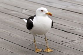 gorgeous black and white seagull bird