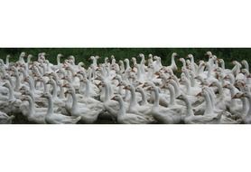 A lot of white geese