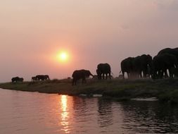 herd of elephants by the river in Namibia