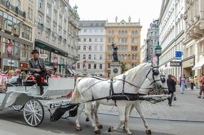 man on cab drawn by two white horses, austria, vienna