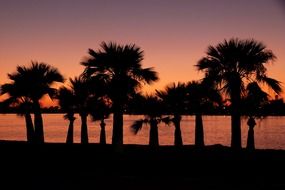 palm trees on coast at sunset, usa, california, san diego