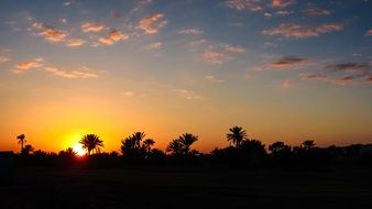 marrakech golden sunset with palm trees