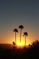 three tropical palm trees on a background of yellow sunset